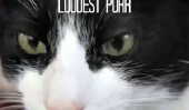 Rencontrez Merlin: le chat avec le plus fort Purr [Vidéo]