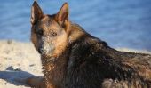 Lacs pour les chiens en NRW - qui sont appropriées pour les lacs