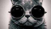 Les preuves photographiques que les chats portant des lunettes ne vieillit jamais