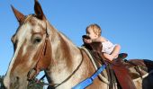 Qu'est-ce que l'Année du cheval de bois signifie pour bébé