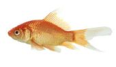 Gold fish spawn - Conseils pour la culture