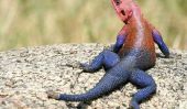 Le Spiderman Lizard: Mwanza à tête plate Agama