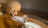 Prévenir une carence en calcium chez les chiens - comment cela fonctionne: