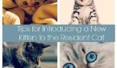 5 conseils pour introduire un nouveau chaton à la Cat Résident