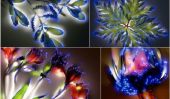 Électrisants Images de Robert Buelteman de électrocuté Fleurs
