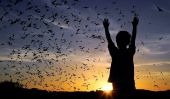 Austin Goes 'Batty' que 1,5 millions de chauves-souris du Mexique se réunissent pour célébrer sur les insectes sous le pont Congrès [Vidéo]