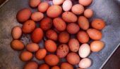 4 choses surprenantes On ne savait jamais sur les œufs