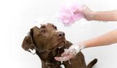 À quelle fréquence devrais-je laver un chien?  - Pour gérer le toilettage