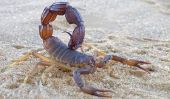 Scorpions Ward - comme la lavande & Co aide
