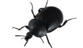Mini Beetle dans l'appartement - que faire?
