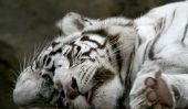 White Tiger - utiliser les images comme okras