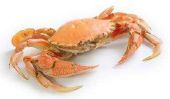 Crabes se reproduisent CPO - donc réussit de