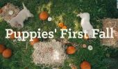 Première automne 'Puppies' 'est la citrouille Spice Latte de chiot mignon Vidéos