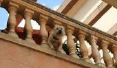 Prenez les chiens de l'Espagne à l'Allemagne - que vous devez être conscient de