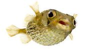 Gardez pufferfish aquarium artgerecht