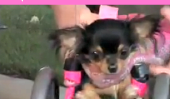 Bound Chihuahua fauteuil roulant est un énorme Bundle of Joy (Vidéo)