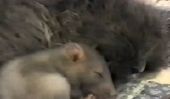 No Tricks Caméras ici: Mouse et caresse de chat (Vidéo)