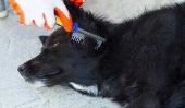La perte de cheveux au printemps - donc brosser votre chien