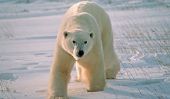 Comment vieux ours polaires sont en moyenne?
