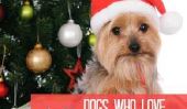 10 arbres chiens heureux qui Noël Amour