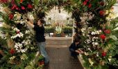 Tropical Extravaganza: Exposition d'orchidées par Kew Gardens