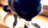 Cat a des manières de table Terrible, mais il est encore mignon [Vidéo]