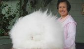 Lapin Angora: fluffiest lapin du monde