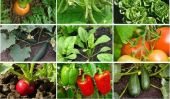 Les 10 plus faciles légumes à la croissance à la maison