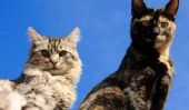 6 problèmes qui ne Cat Propriétaires Visage