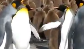 Penguin Slap combat et ils semblent toujours Classy