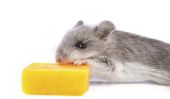 Que mangent les souris sauvages?