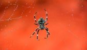 Araignées venimeuses - de sorte que vous les reconnaître en Australie