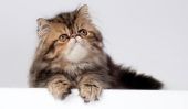 Les cisailles Cat inutiles - Guide de Toilettage