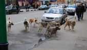 Les Soul Survivors: Stray Dogs du métro de Moscou