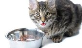 Détecter et traiter les problèmes d'estomac chez les chats - comment cela fonctionne: