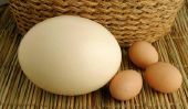 Construire la lumière de la conception d'un œuf d'autruche - Instructions