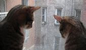 12 chats hypnotisé par la pluie