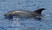 Delfin et ses ennemis - En savoir plus sur les mammifères marins