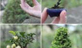 Utiliser artistique des techniques de jardinage: Bonsaï Miniature