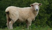 L'élevage de moutons comme un hobby - Conseils