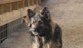 Vieux chien de berger allemand - Faits sur la course