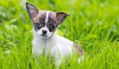Chihuahua - prévenir les maladies