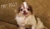 Watch The Inspiring Story of Billy, Le Chihuahua, une usine à chiots de sauvetage (Vidéo)
