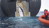 Japon Gouvernement défend des raisons culturelles pour baleinière recherche: Programme des revendications Australie, un Front pour la chasse à la baleine commerciale