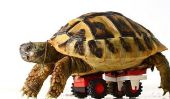 Cette tortue a une parfaite, minuscule, Lego fauteuil roulant