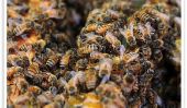 Enregistrer les abeilles: France Bans pesticides Lié à Colony Collapse