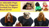 10 chiots adorables Qui sont Doggone Excité Pour Super Bowl XLVII