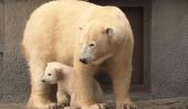 Un minuscule, super-timide bébé ours polaire?  Oui s'il vous plaît