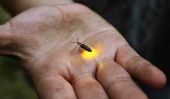 Summer Magic: Attraper Fireflies, Junebugs sur une chaîne et Widdle Wobsters