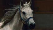 My Horse: programme cardio - Jeux Conseils